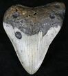 Bargain Megalodon Tooth - North Carolina #21691-1